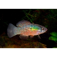 Jordanella Floridae 3,5-5cm Jordanella Floridae 3,5-5cm